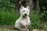 WESTIE 466